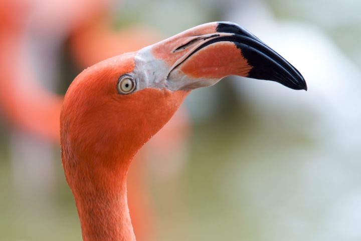 Pink Flamingo