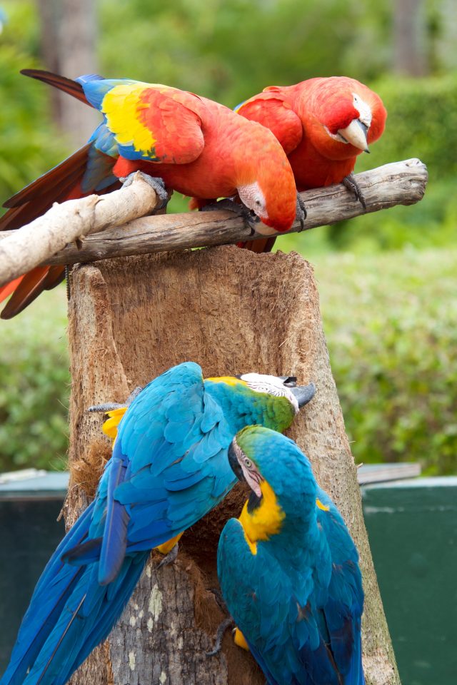 Parrot Turf War