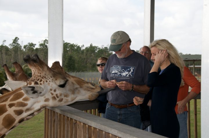 Feeding the Giraffes