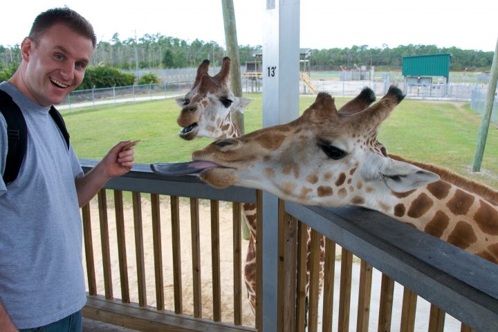 Giraffes!!!!!!!!