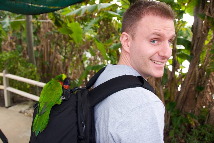 Bird Pick Pocket