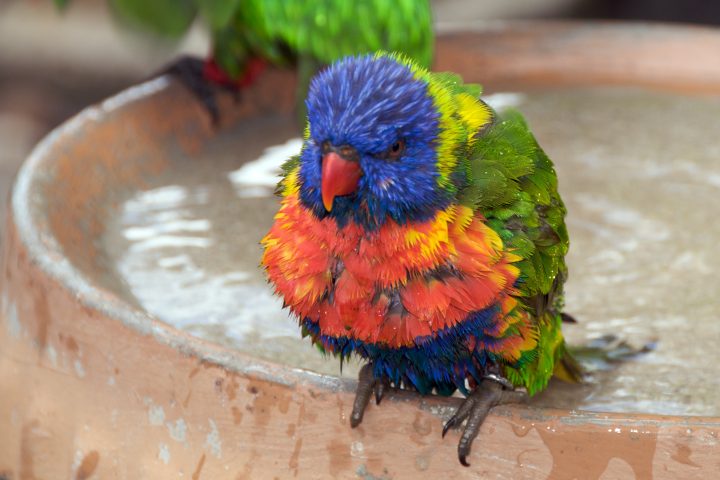 Bird Bath