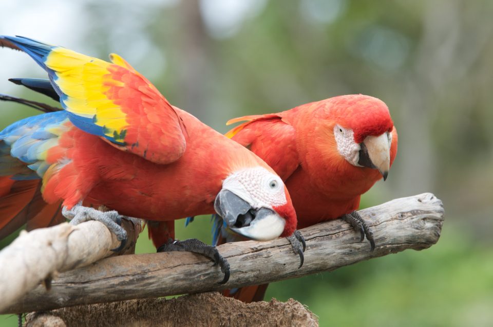 Red Macaw Parrots