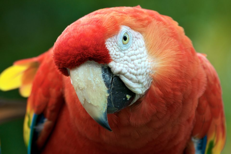 Red Parrot