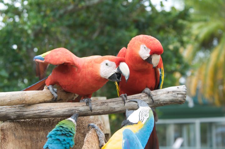 Red Parrot