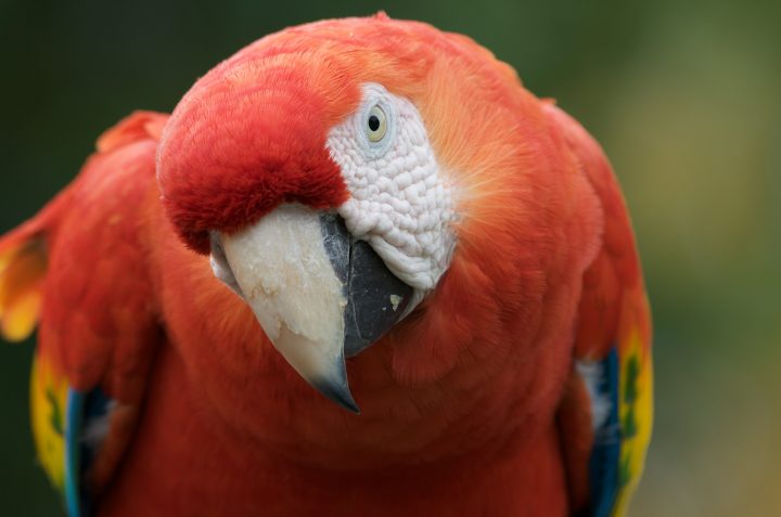 Red Parrot