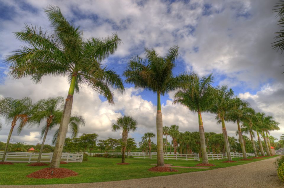 Row of Palm Trees
