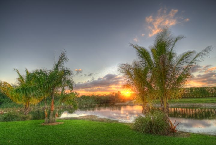 Palms at Sunset Deck
