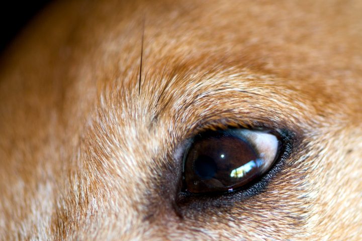 Target Eye