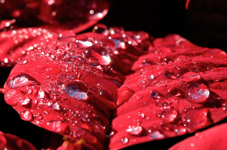 Water Droplets On Poinsetta