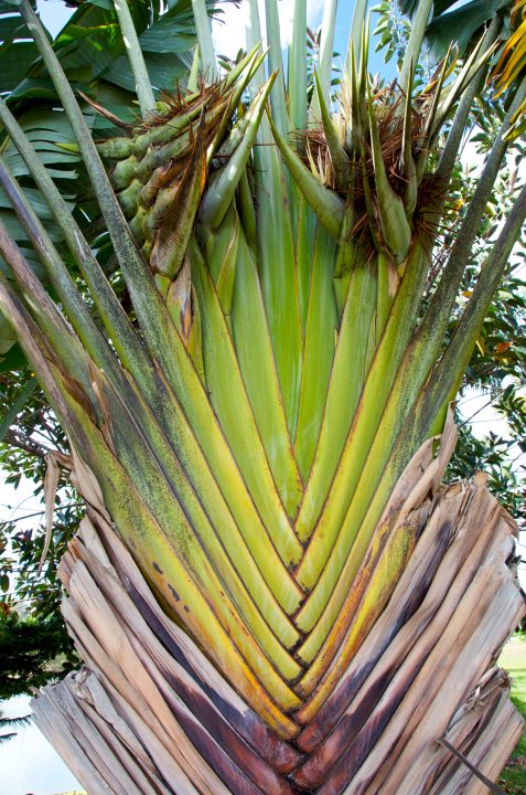 Traveller Tree