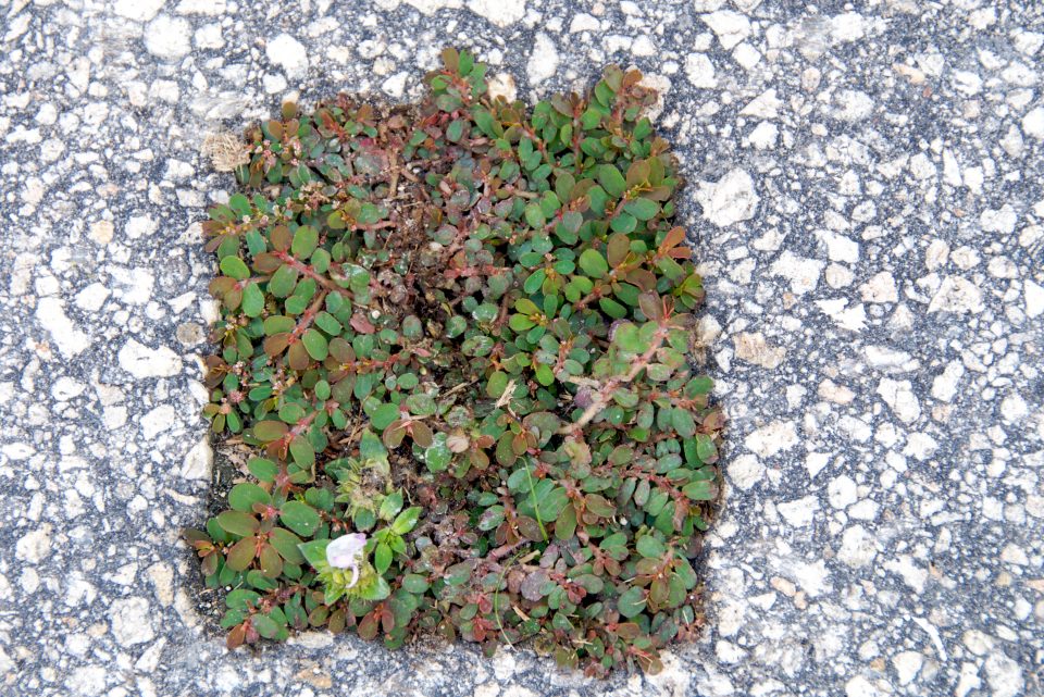 Plants Growing On Pavement