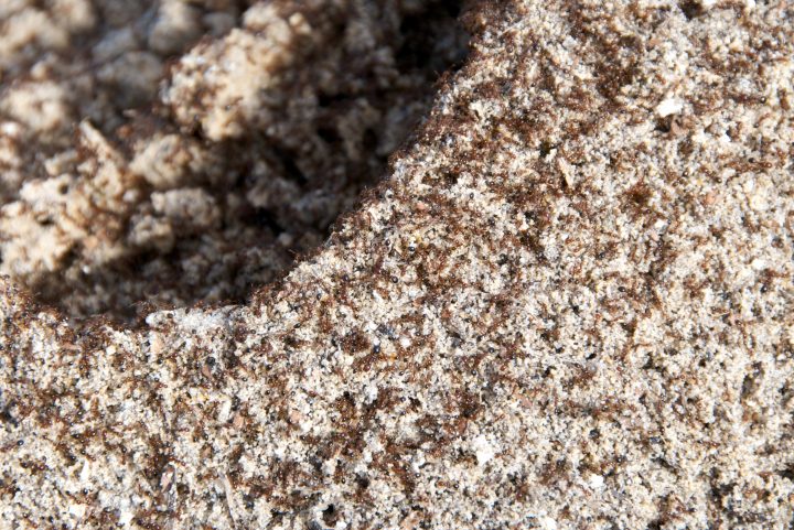 Ants