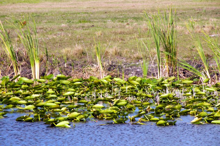 Lily Pads Blowing in the Wind