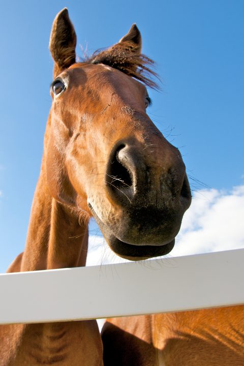 Horse