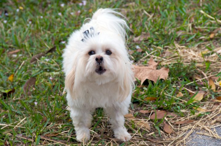 Barking Dog