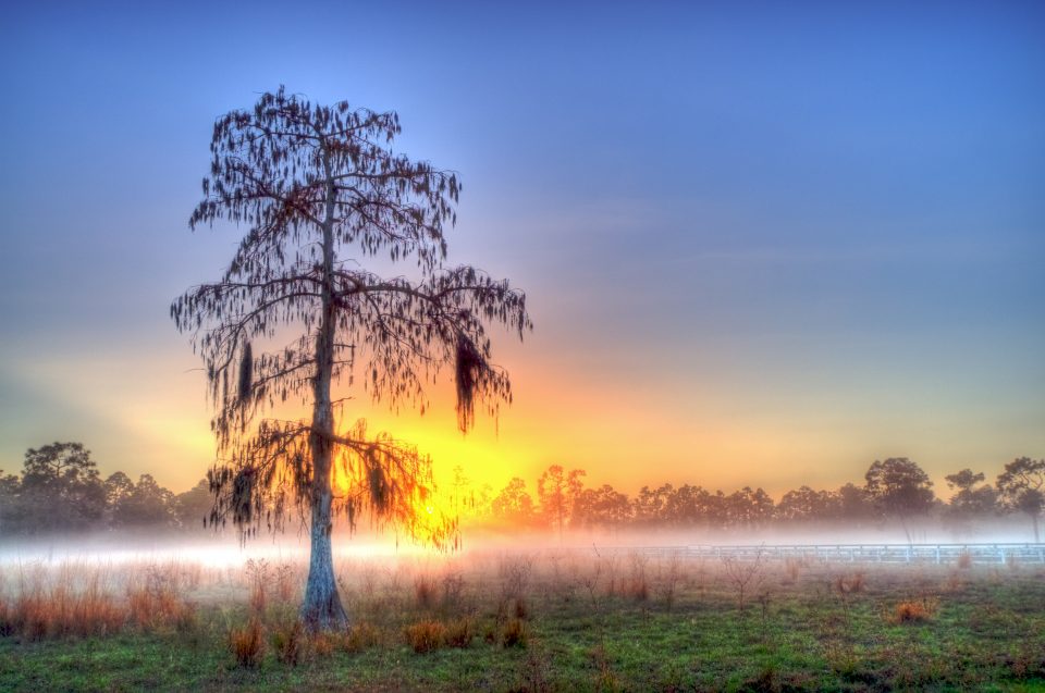 Misty Sunrise with Tree