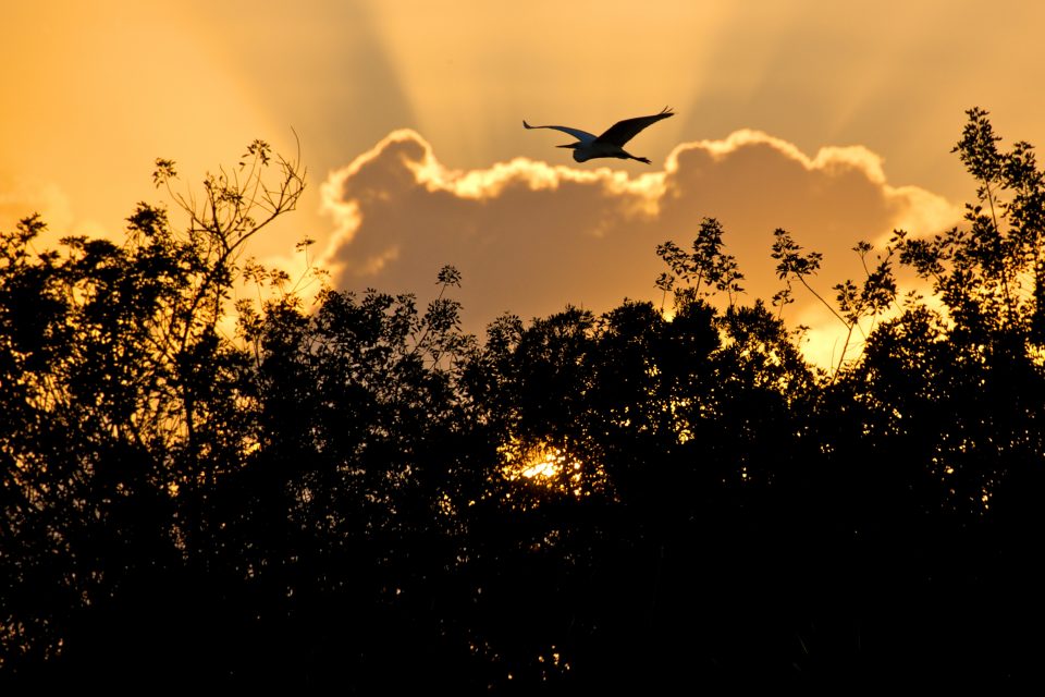 Heron Sunset