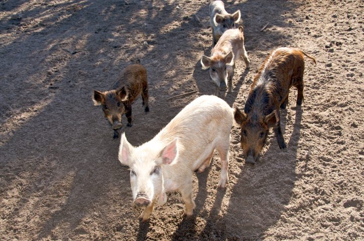 Cute Pigs