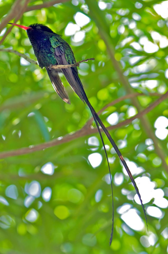 Long Tail Humming Bird