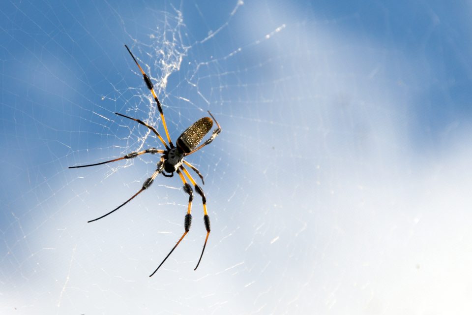 Sky Spider is the Size of your Hand