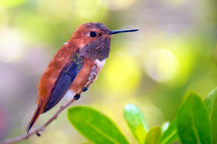 Humming Bird Has Tiny Feets