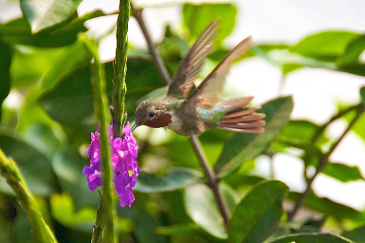 Humming Bird Mid-Flight