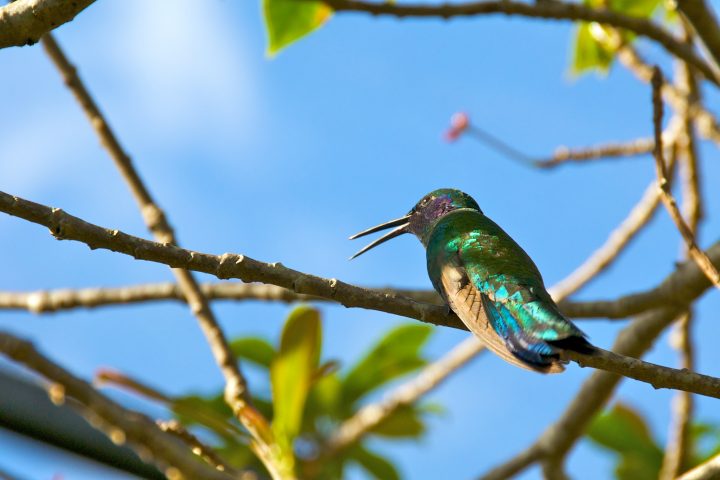 Humming Bird Says Tweet Tweet