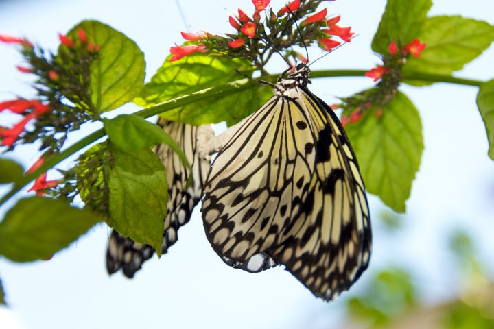 Mating Butterflies