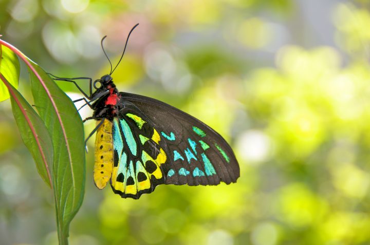 Colorful Butterfly