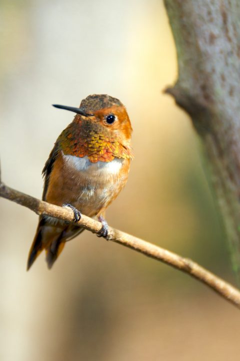 Humming Bird