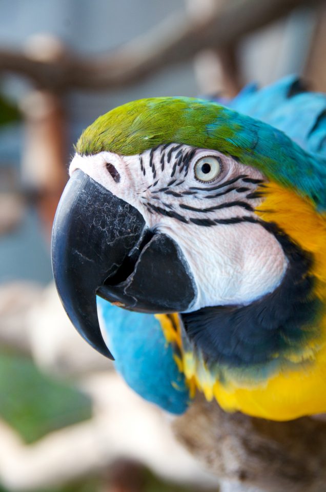 Macaw Parrot Portrait