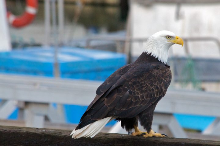 Bald Eagle