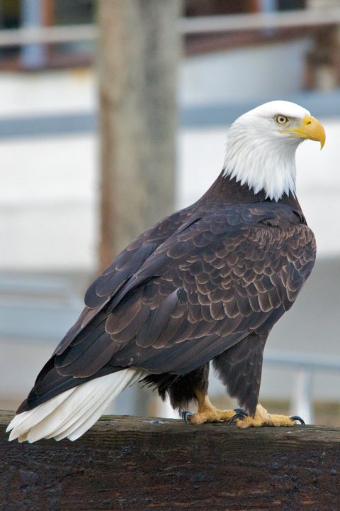 Bald Eagle Portrait