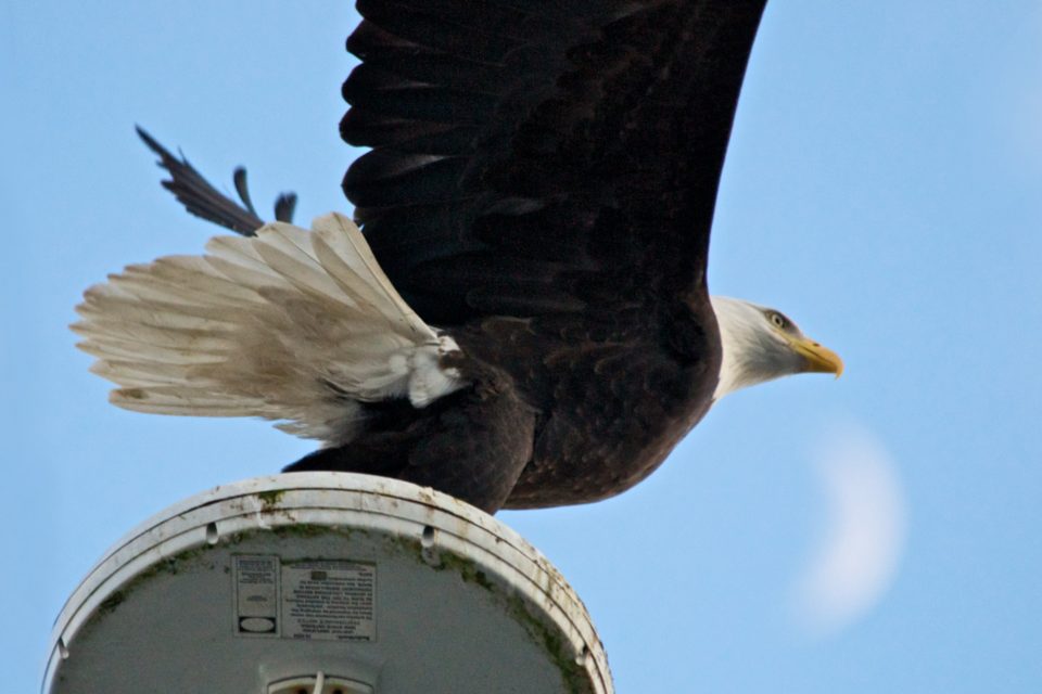 Bald Eagle Takes Flight Over Moon