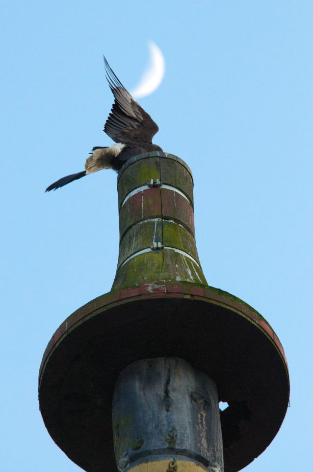Bald Eagle Atop Totem Pole And Moon