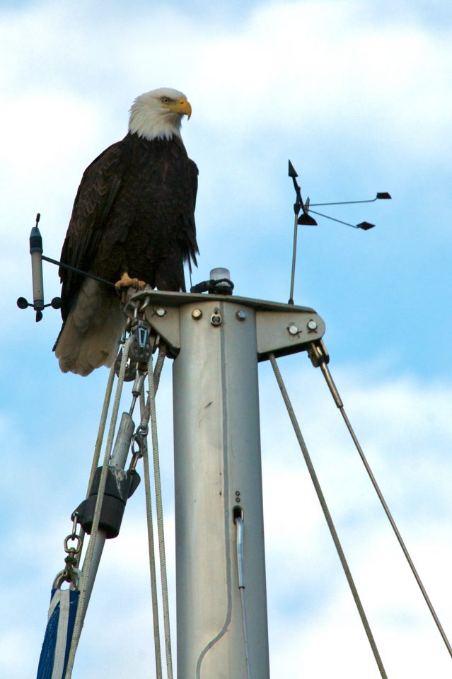 Bald Eagle on Mast