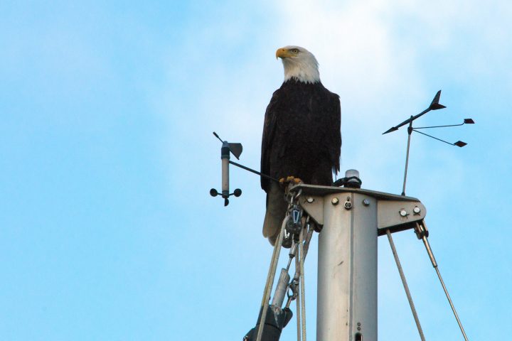 Bald Eagle Atop Sailboat Mast