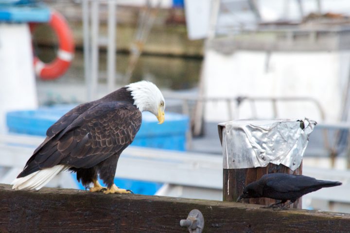 Bald Eagle Beside Crow