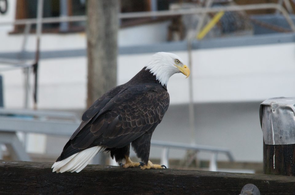 Bald Eagle In The Marina Downtown Vancouver