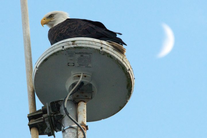 eagle and moon