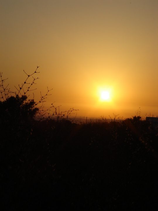 DSC08222
