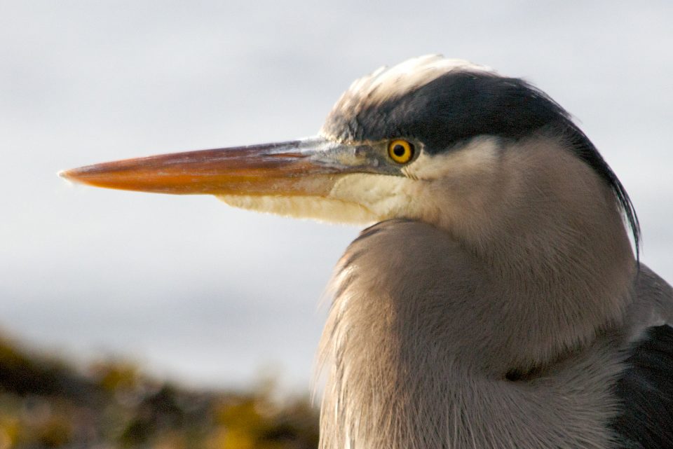 Heron Close Up