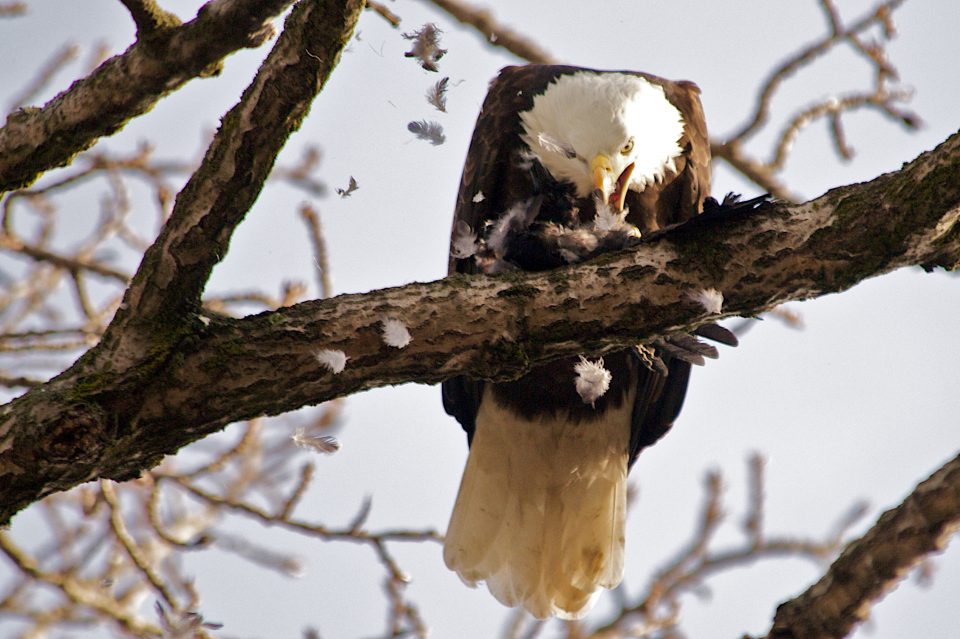 Bald Eagle Eating a Crow