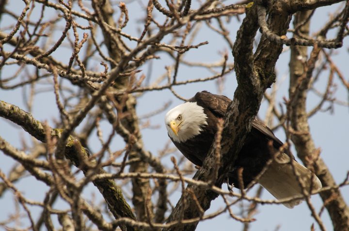 Bald Eagle Eating A Crow