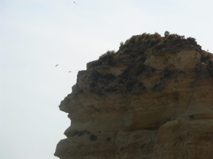 DSC08550
