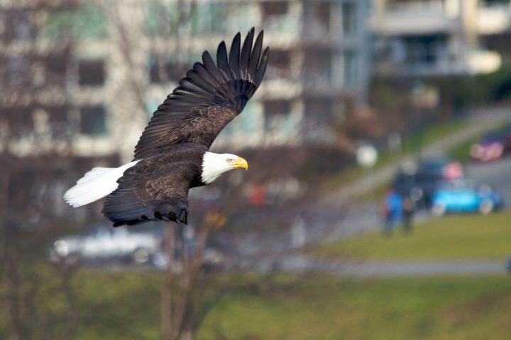 Urban Bald Eagle