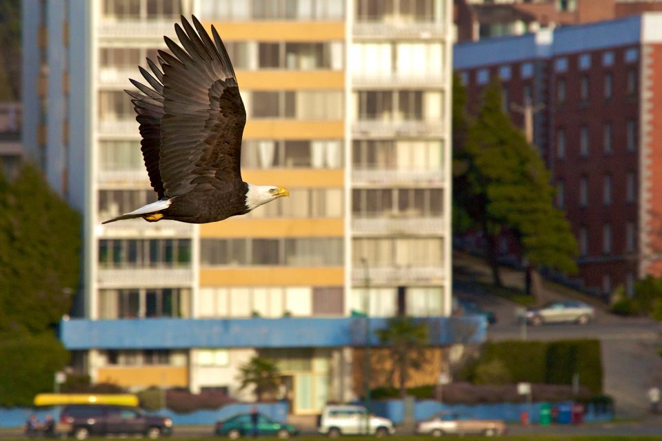 Urban Bald Eagle