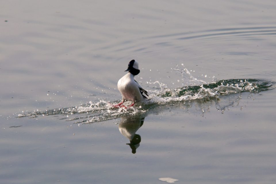 Waterskiing Bird