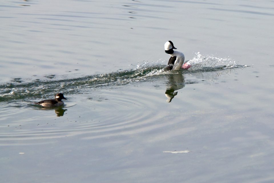 Waterskiing Bird Needs No Boat